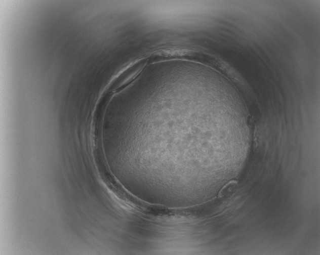 X0000063510722200602032042