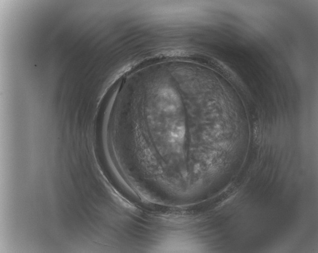 X0000063510725200602032042