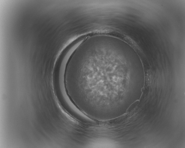 X0000063510726200602032042