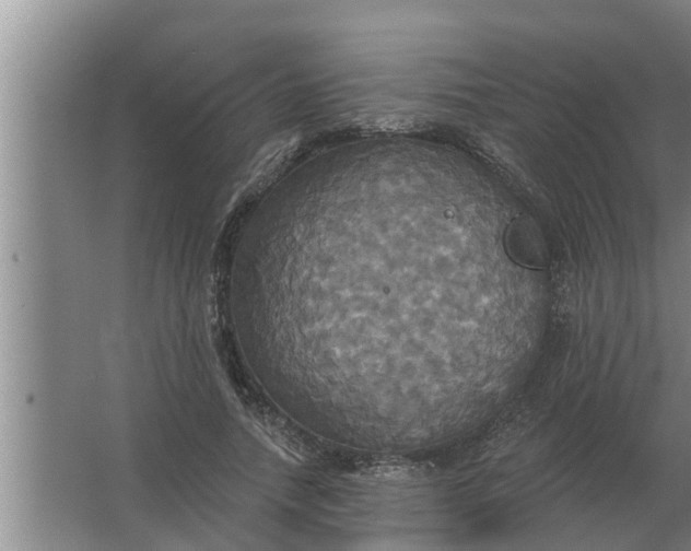 X0000063510738200602032043