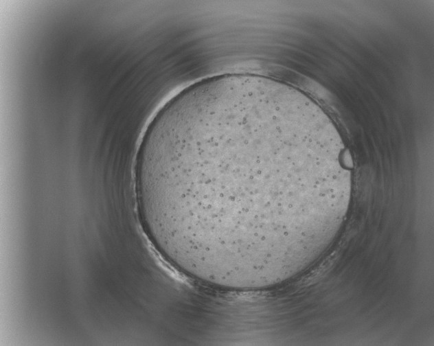 X0000063510808200602032042