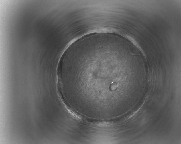 X0000063510837200602032041