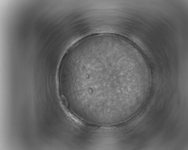 X0000063510840200602032041