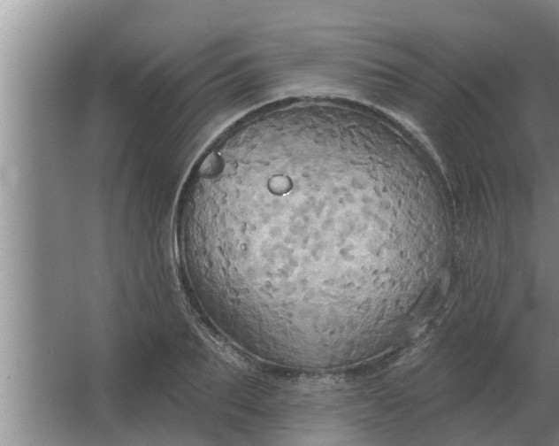 X0000063510887200602032040