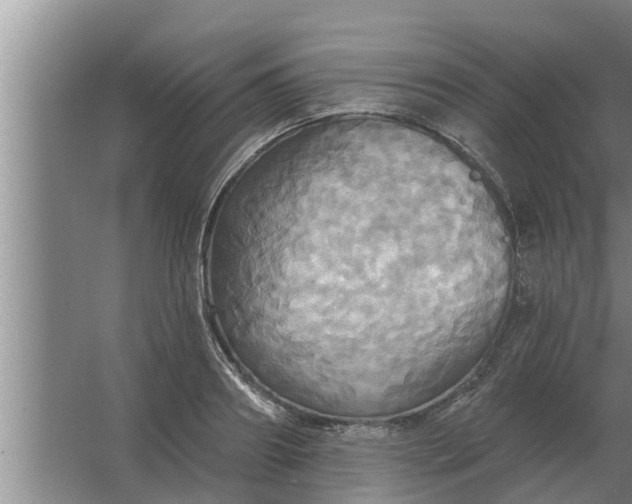 X0000063510890200602032040