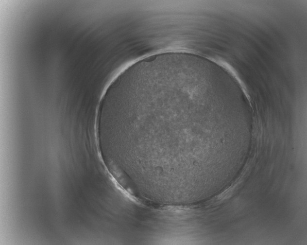 X0000063510910200602032040