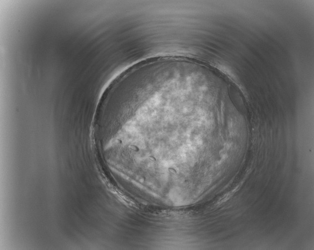 X0000063510928200602032039