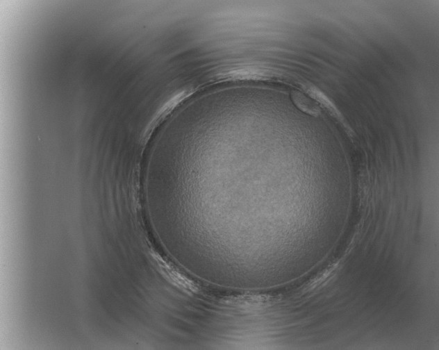 X0000063510930200602032039