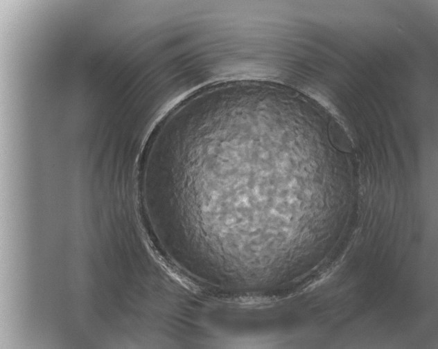 X0000063510933200602032039