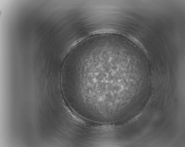 X0000063510937200602032040