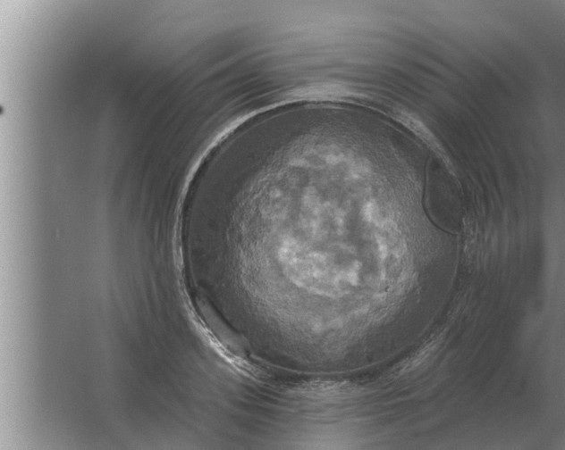 X0000063510939200602032040