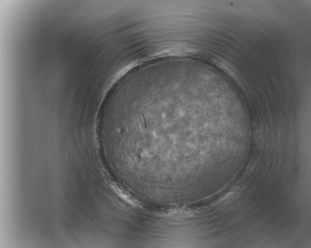 X0000063511026200602032038