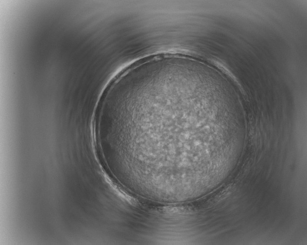 X0000063511032200602032038