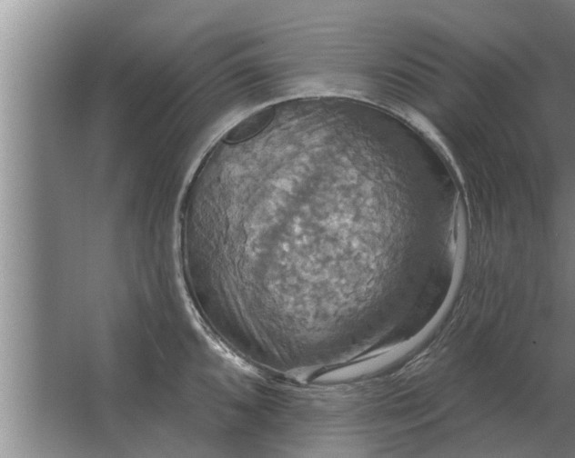 X0000063511096200602032037