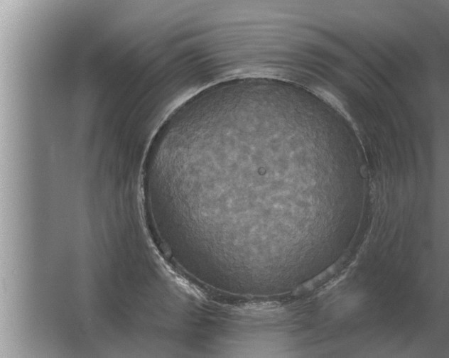 X0000063511133200602032036