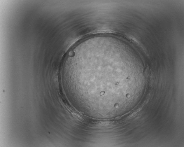 X0000063511162200602032036