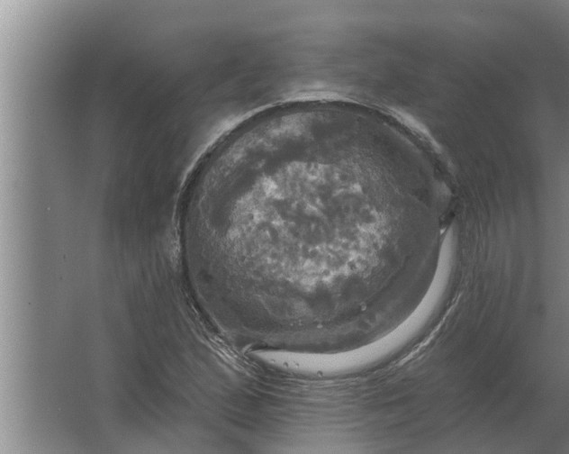 X0000063511167200602032036