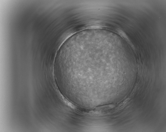 X0000063511194200602032035