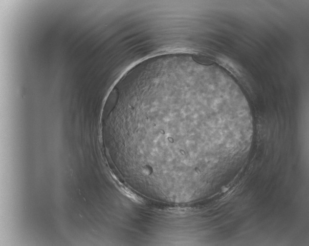 X0000063511236200602032035