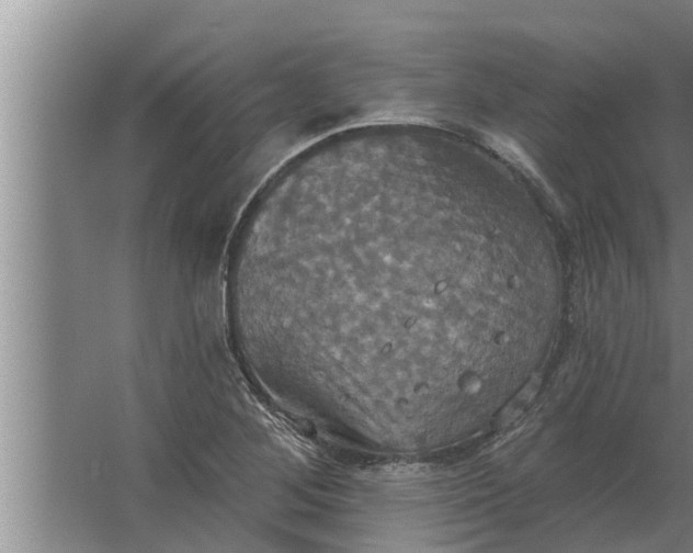 X0000063511268200602032034