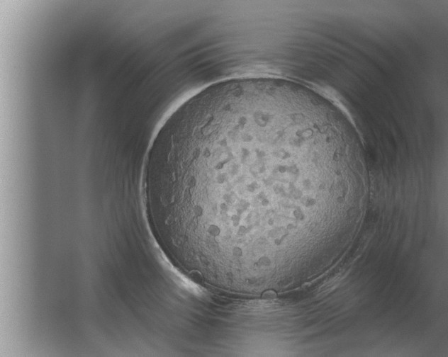 X0000063511387200602032032