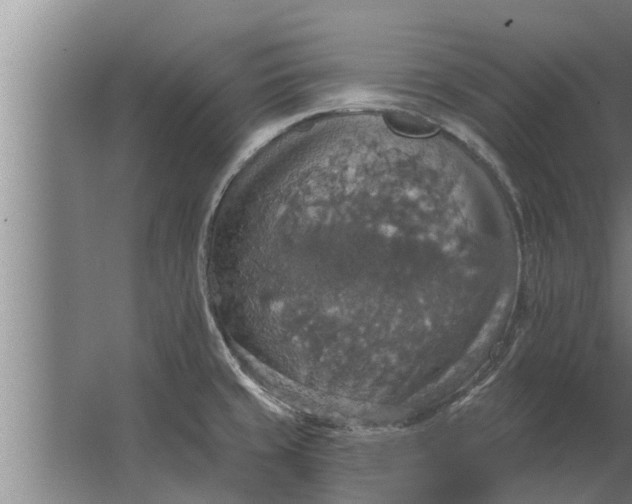 X0000063511429200602032032