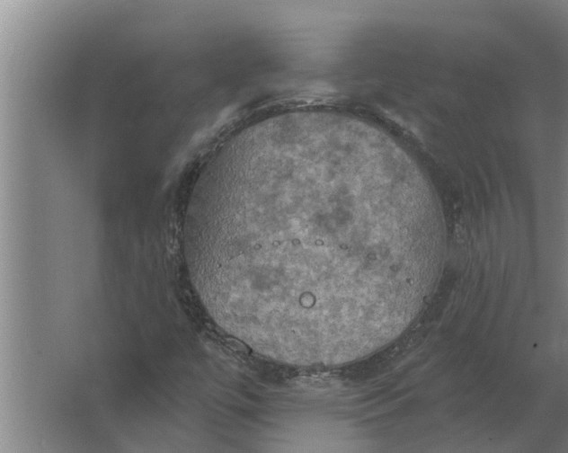 X0000063511447200602032031