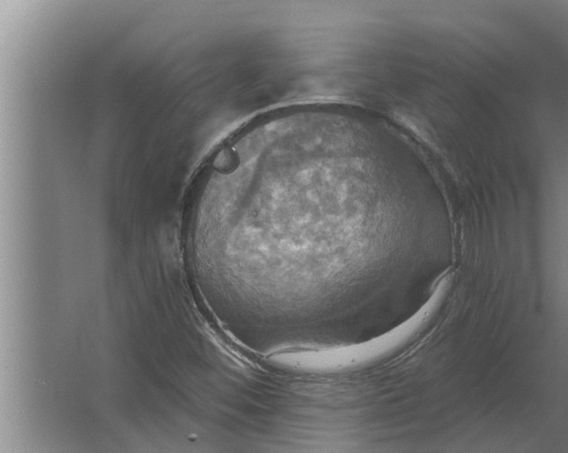 X0000063511452200602032031