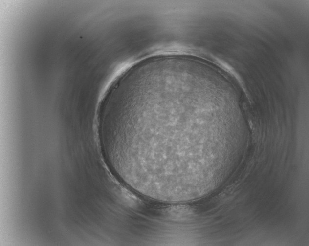 X0000063511464200602032031