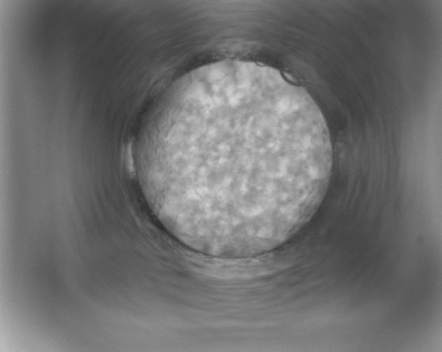 X0000063510042200602101937