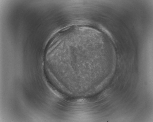 X0000063510059200602101936