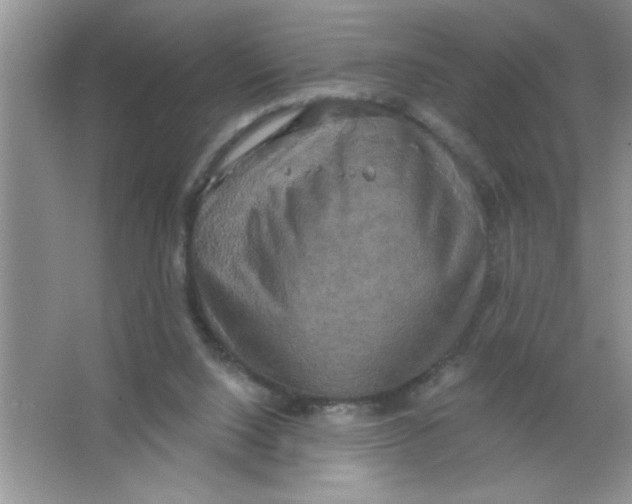 X0000063510064200602101936