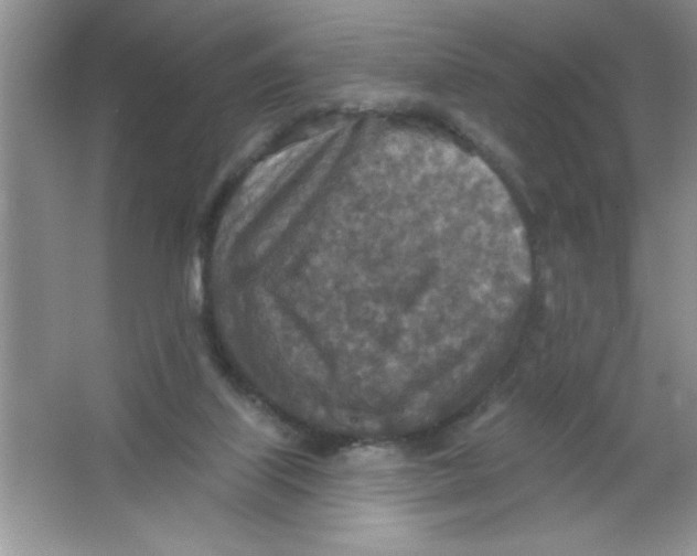 X0000063510067200602101936