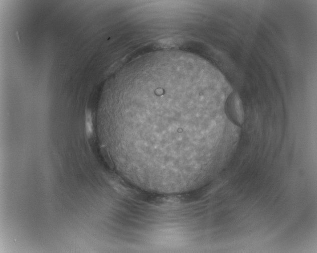 X0000063510075200602101936