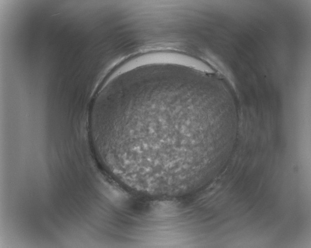 X0000063510107200602101936