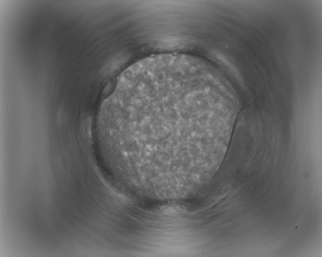 X0000063510115200602101936