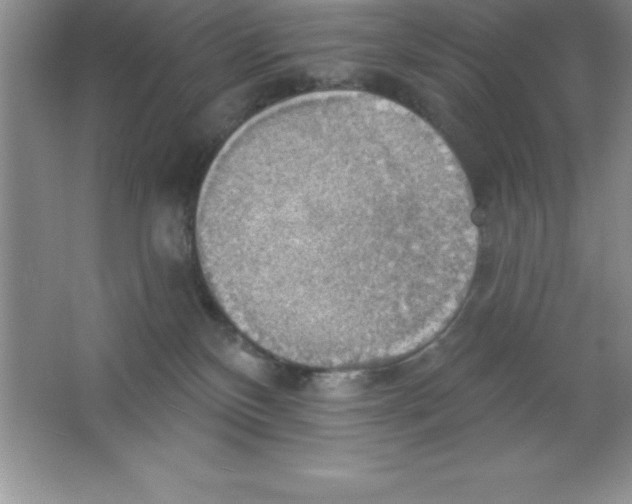 X0000063510136200602101935