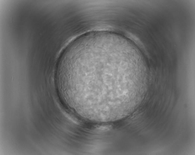 X0000063510155200602101934