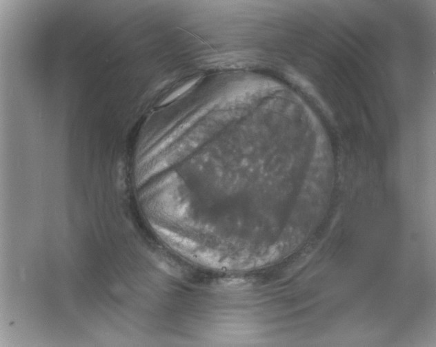 X0000063510161200602101934