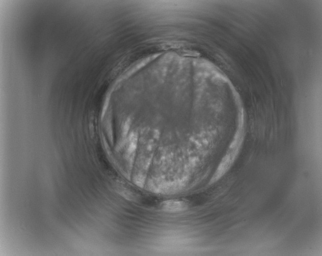 X0000063510169200602101935