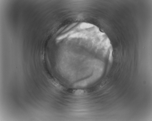 X0000063510230200602101934