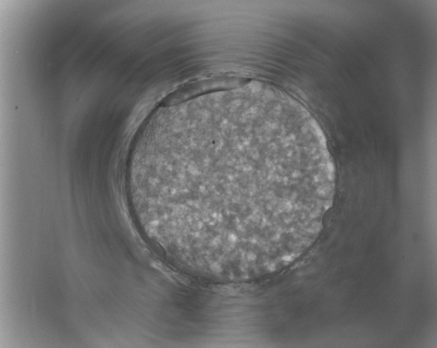 X0000063510241200602101933