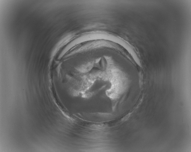 X0000063510245200602101933