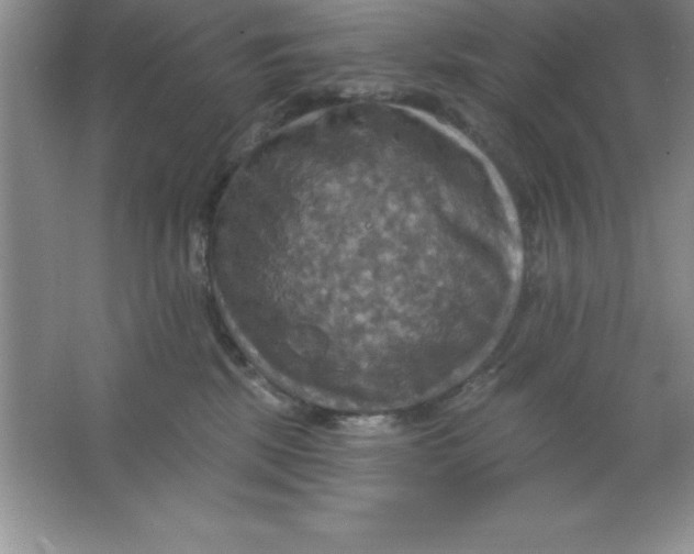 X0000063510281200602101933