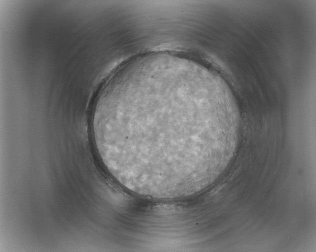 X0000063510298200602101932