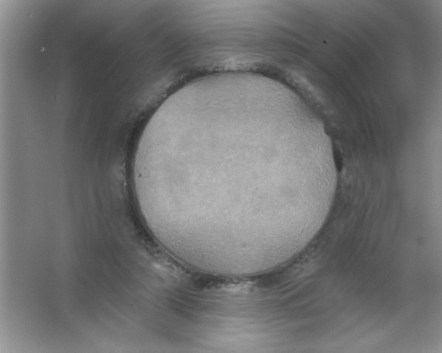 X0000063510306200602101932