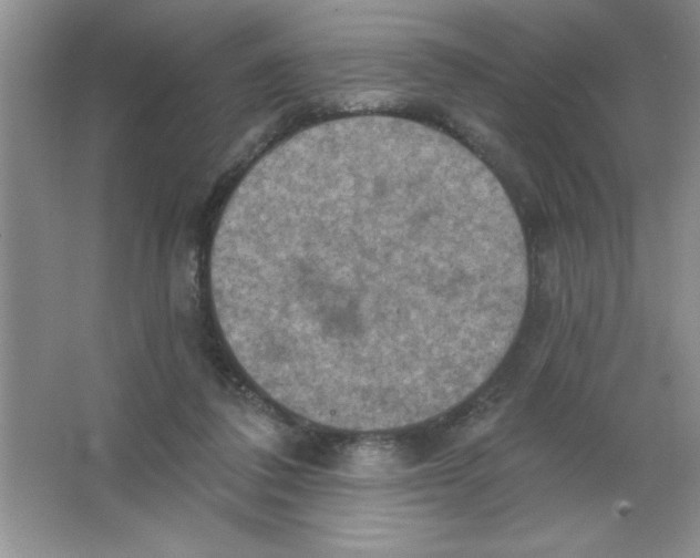 X0000063510308200602101932