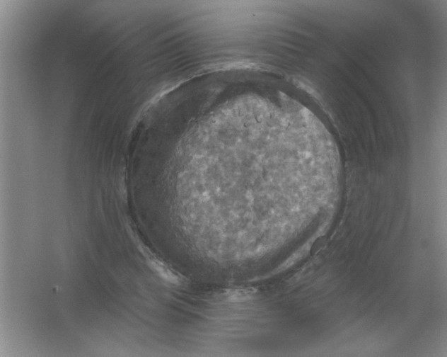 X0000063510345200602101931