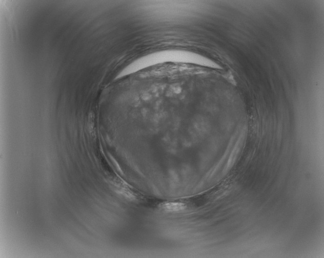 X0000063510361200602101931