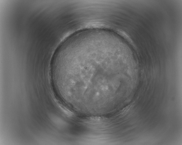 X0000063510439200602101929